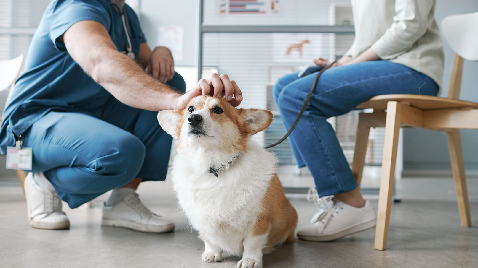 Saving at the vet: how to keep your furry friends from breaking the bank